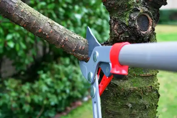 tree services Industry